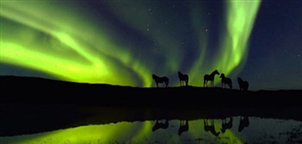 Icelandic horses - GJ Travel